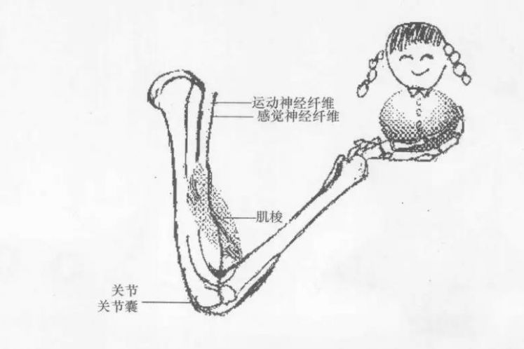 被我們忽略的本體覺(jué)，還有你不知道的本體覺(jué)家庭訓(xùn)練小游戲